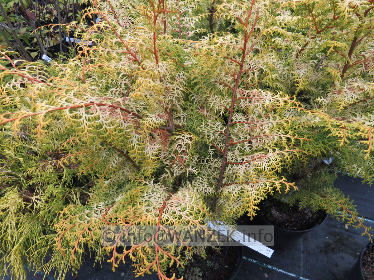 Chamaecyparis obtusa Lucas 02 Herbst.JPG